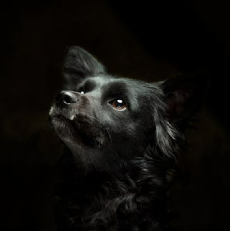Hunde