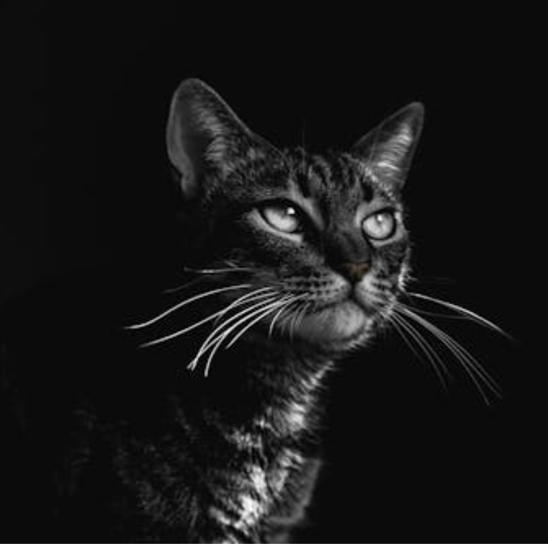 Katzen